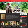 HOTEL RESORT & SPA Web Design Chiang Mai Thailand